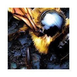 Frontal - Death Eaters // CD Digipack neuf
